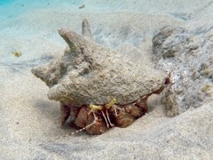 Giant Hermit Crab